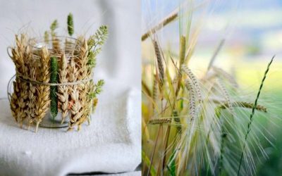 Klas pšenice ve Vašem interiéru